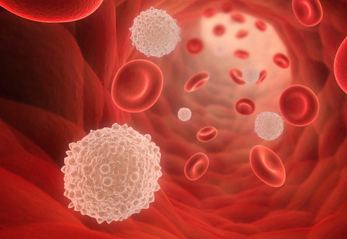 Immune cell